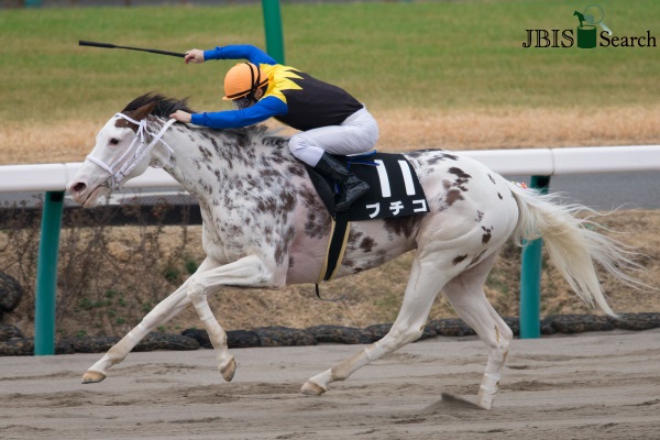Featured image of post Shirayukihime Horse See more of akagami no shirayukihime on facebook